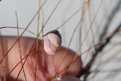 Conopea galeata