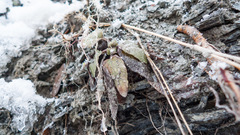 Prunella vulgaris lanceolata