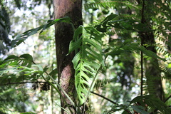 Monstera oreophila image