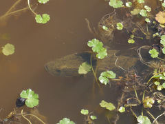 Channa argus