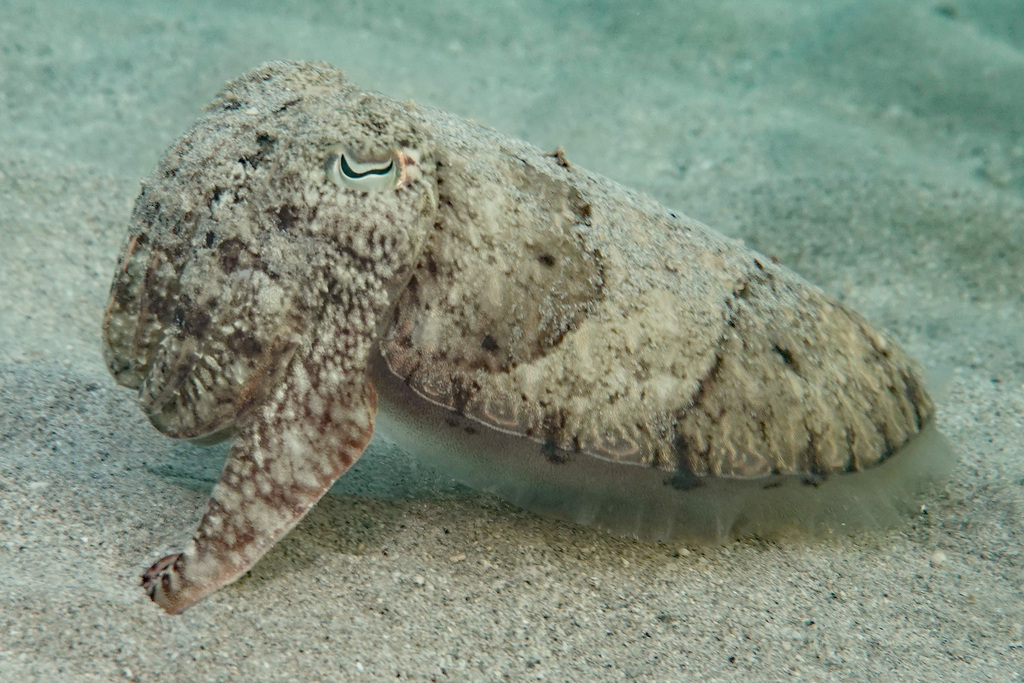 Smith's Cuttlefish