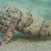 Smith's Cuttlefish - Photo (c) Alex Hoschke, some rights reserved (CC BY-NC), uploaded by Alex Hoschke