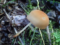 Marasmius cladophyllus