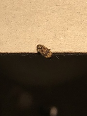 Bostrichoidea
