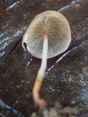 Marasmius cladophyllus