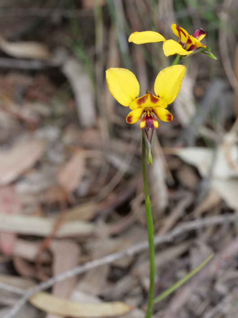 Wallflower orchid from Melbourne VIC, Australia on September 26, 2023