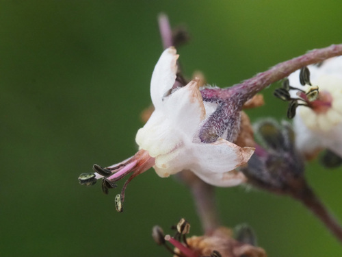 Afrotysonia glochidiata