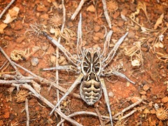 Tasmanicosa ramosa