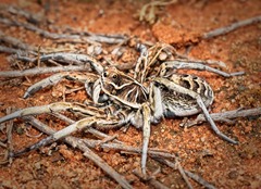 Tasmanicosa ramosa
