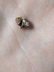 Conopea galeata