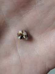 Conopea galeata