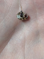 Conopea galeata
