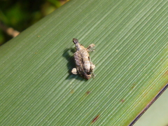 Stephanorhynchus curvipes
