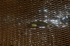 Waser's Betta photo 4