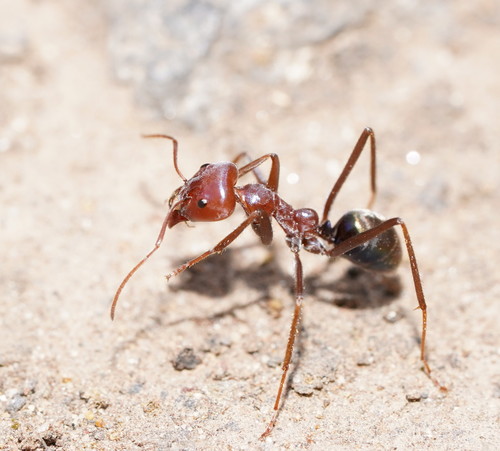 Southern Meat Ant