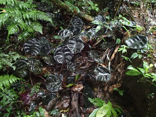 Geogenanthus ciliatus (Geogenanthus ciliatus)