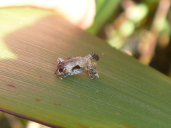 Stephanorhynchus curvipes