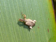 Stephanorhynchus curvipes