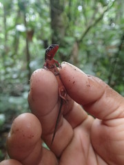 Loxopholis parietalis