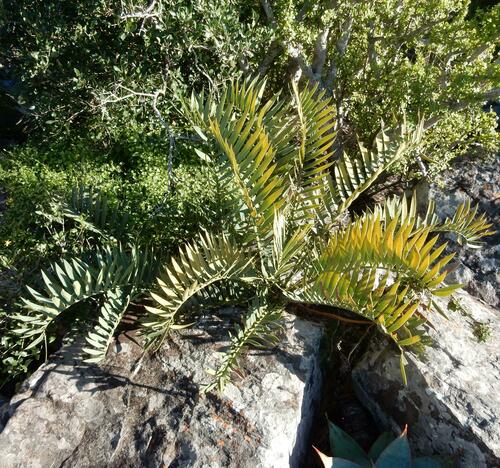 Bushman's River cycad (Encephalartos trispinosus)