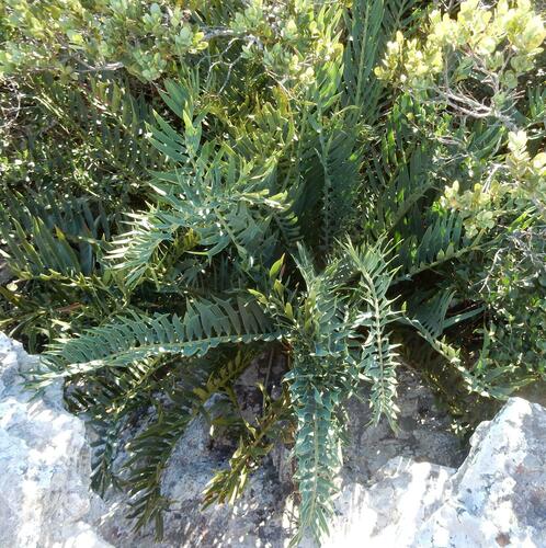 Bushman's River cycad (Encephalartos trispinosus)