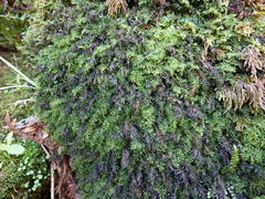 Hymenophyllum australe