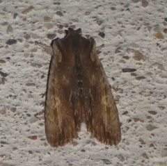 Lithophane semibrunnea