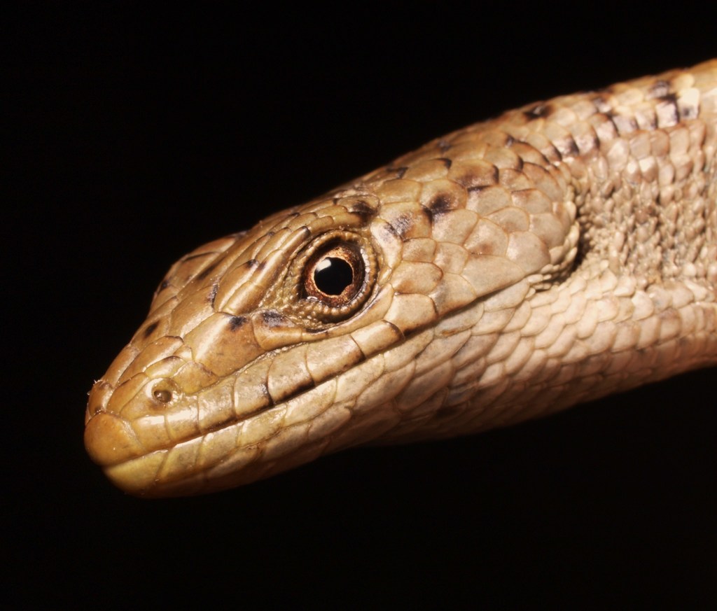 Northern Alligator Lizard