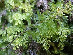 Hymenophyllum australe