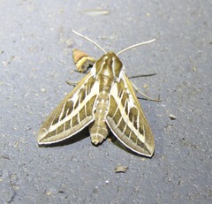 Hyles livornicoides