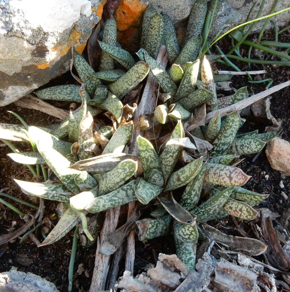 Gasteria liliputana Poelln. 2