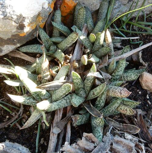 Gasteria obliqua