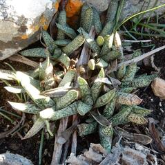 Gasteria liliputana (Gasteria liliputana)