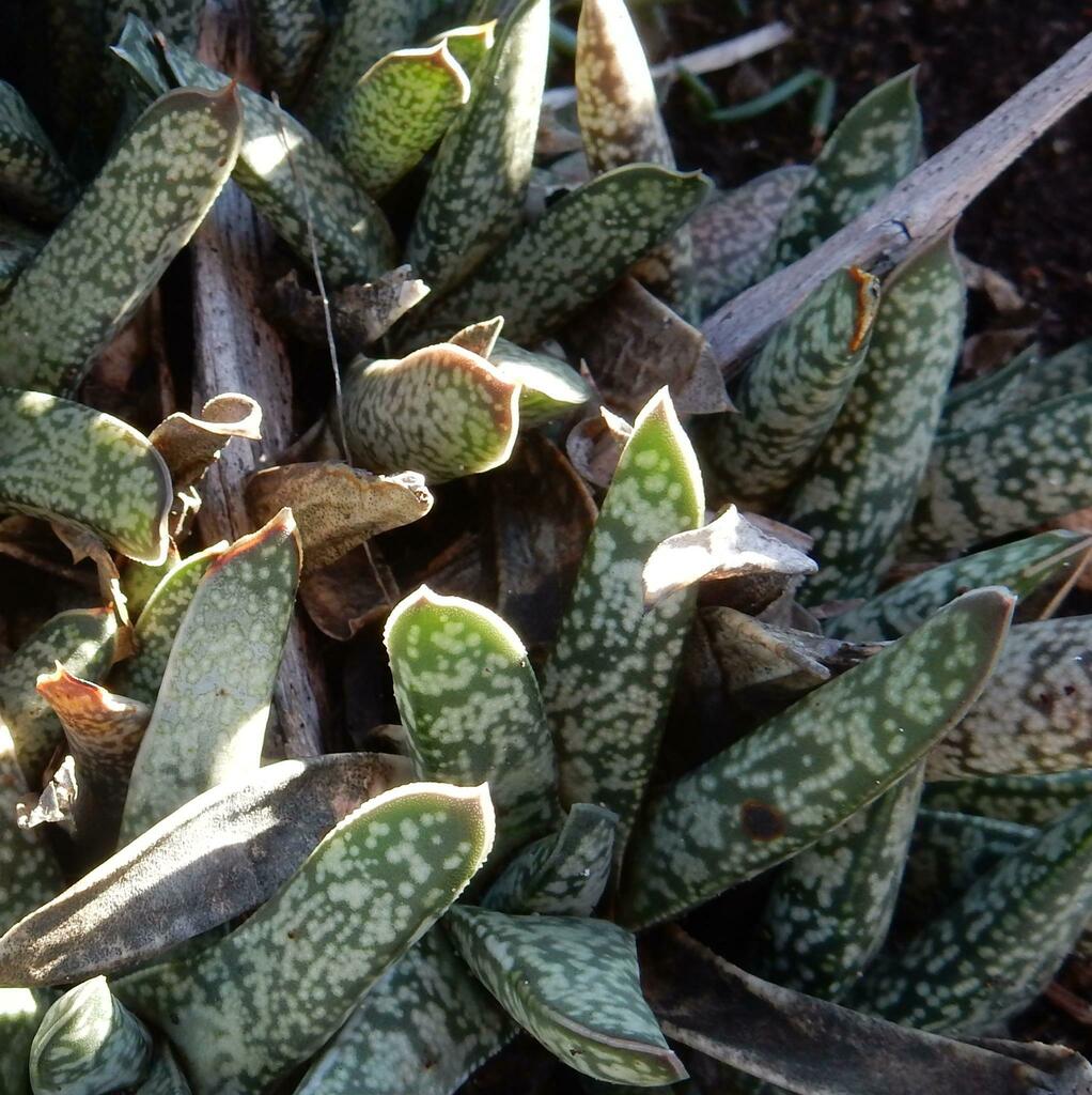 Gasteria liliputana Poelln.