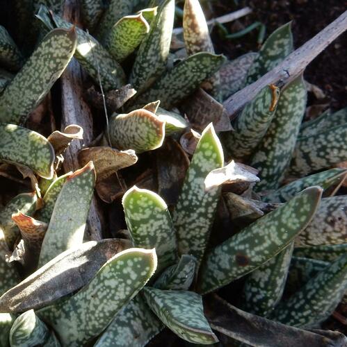 Gasteria obliqua