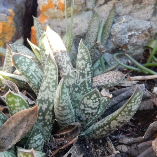 Gasteria obliqua