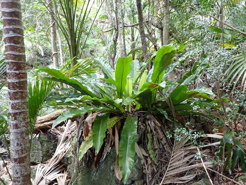 Asplenium goudeyi, photograph 1