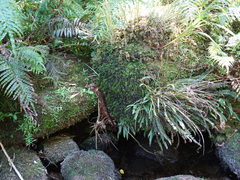 Hymenophyllum australe