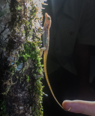 Anolis polylepis
