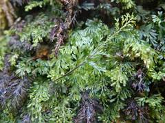 Hymenophyllum australe