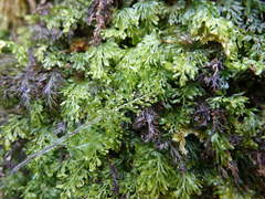 Hymenophyllum australe