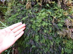 Hymenophyllum australe