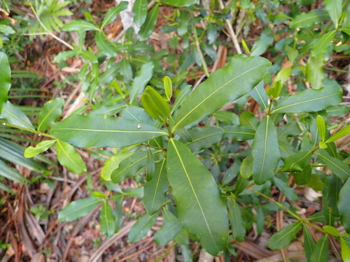 alyxia vine (Alyxia squamulosa)