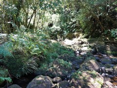 Hymenophyllum australe