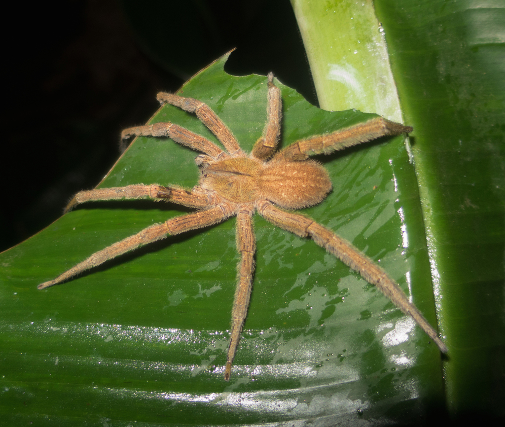Phoneutria depilata