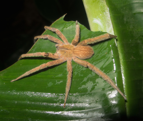 Phoneutria depilata
