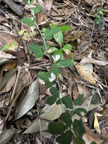 Lespedeza chinensis iNat (3)