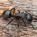 Southern Broad-nosed Spiny Ant - Photo (c) Matt Tudor, some rights reserved (CC BY-NC), uploaded by Matt Tudor