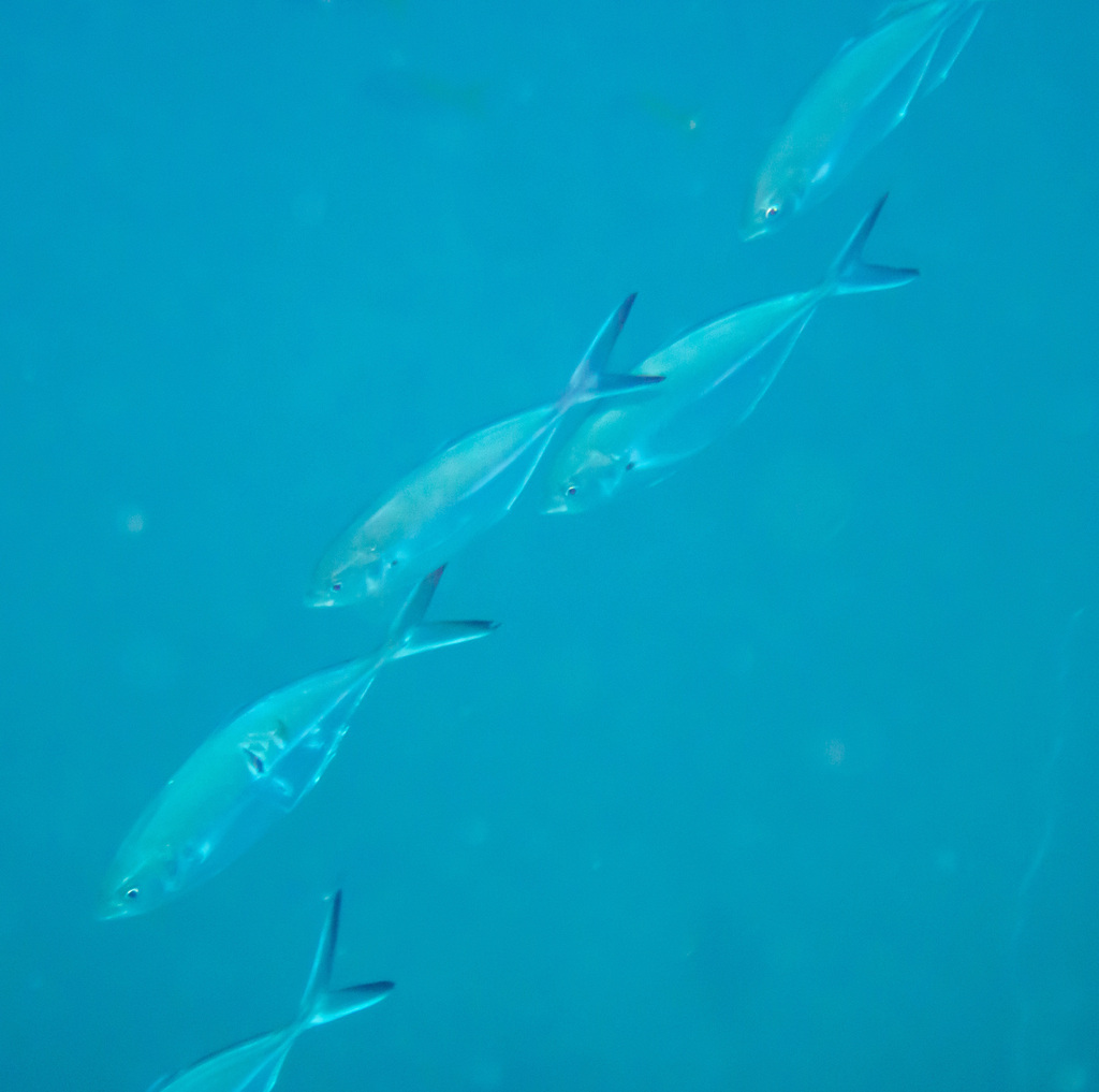 Herring scad (Alepes vari) — Carangidae