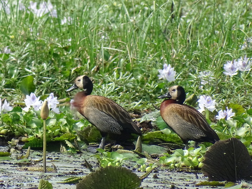 White-faced Whistling-Duck